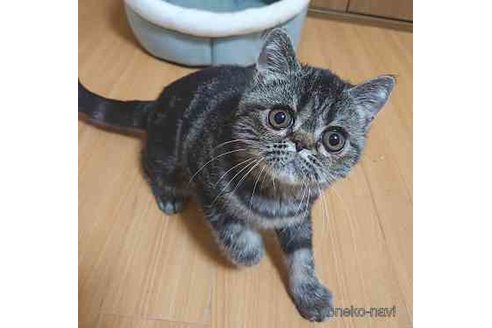 成約済の岡山県のエキゾチックショートヘア-70346